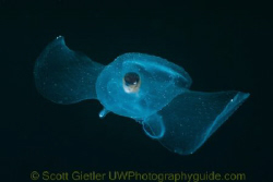 Sea Butterfly, a pelagic gastropod taken on a blue-water ... by Scott Gietler 
